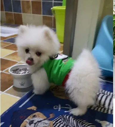 

cat Pet Dog Teddy Bichon Pomeranian Small Dog Spring Tide Brand Clothes Summer Spring and Autumn Thin