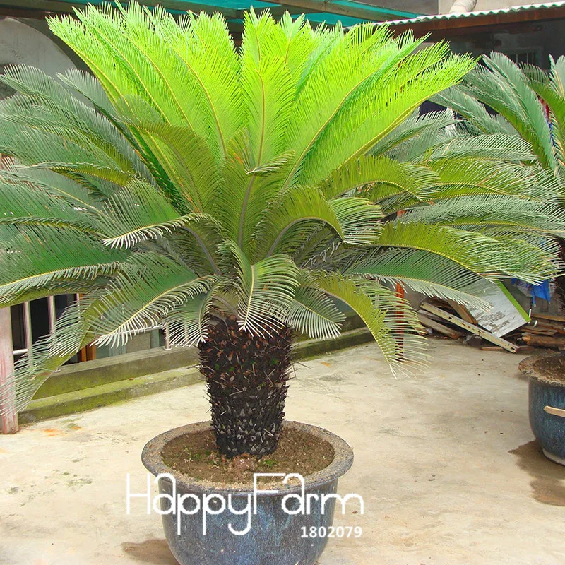Лидер продаж! Cycas завод бонсай цветочные растения в горшках для DIY домашний сад предметы домашнего обихода 50 шт./лот Cycas flores,#3VAYJ4