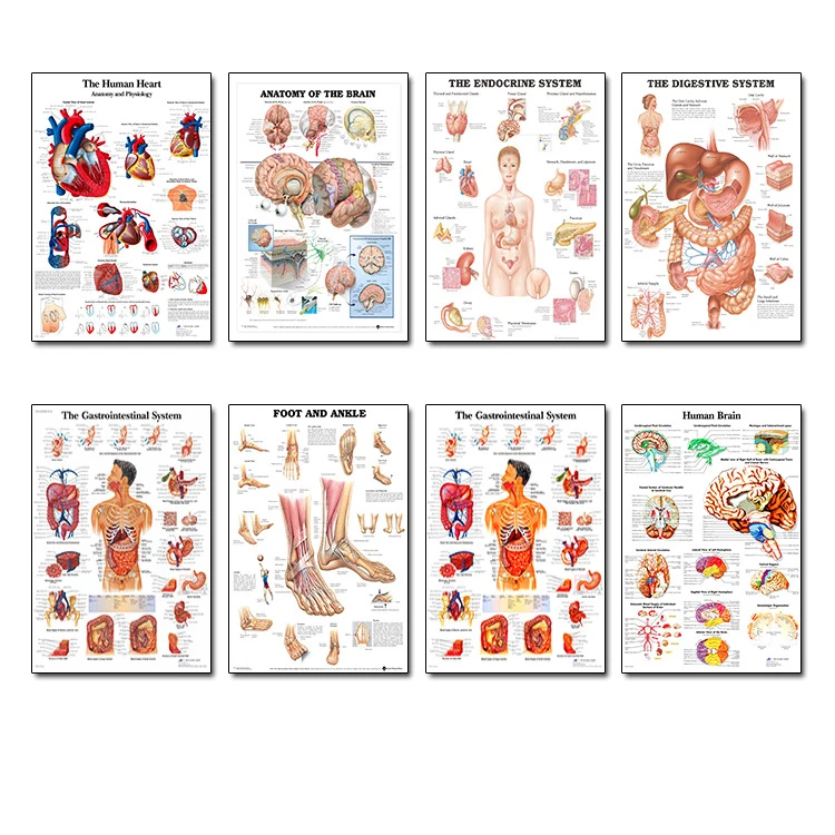Система анатомии человека Шелковый плакат живопись анатомическая карта