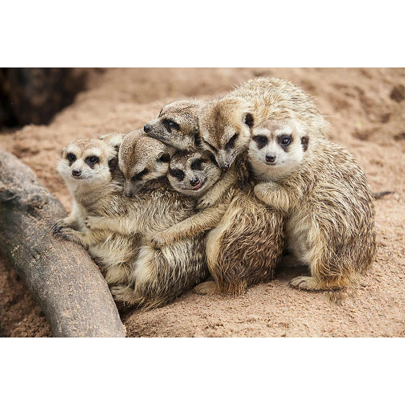 Новый 5D DIY алмазная живопись Meerkat животный художественный комплект полная
