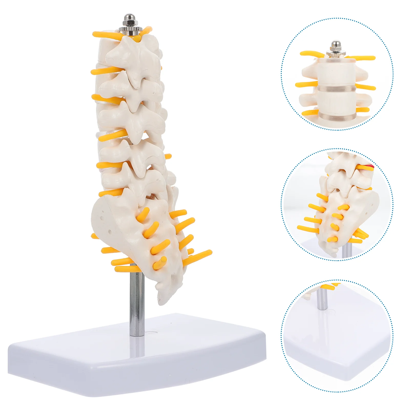 

Lumbar Vertebral Model Lumbar Spine with Caudal Vertebra Model Training Model