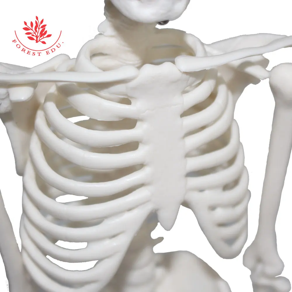 Модель человеческого скелета мини-размер 45 см подарок на Хэллоуин анатомический