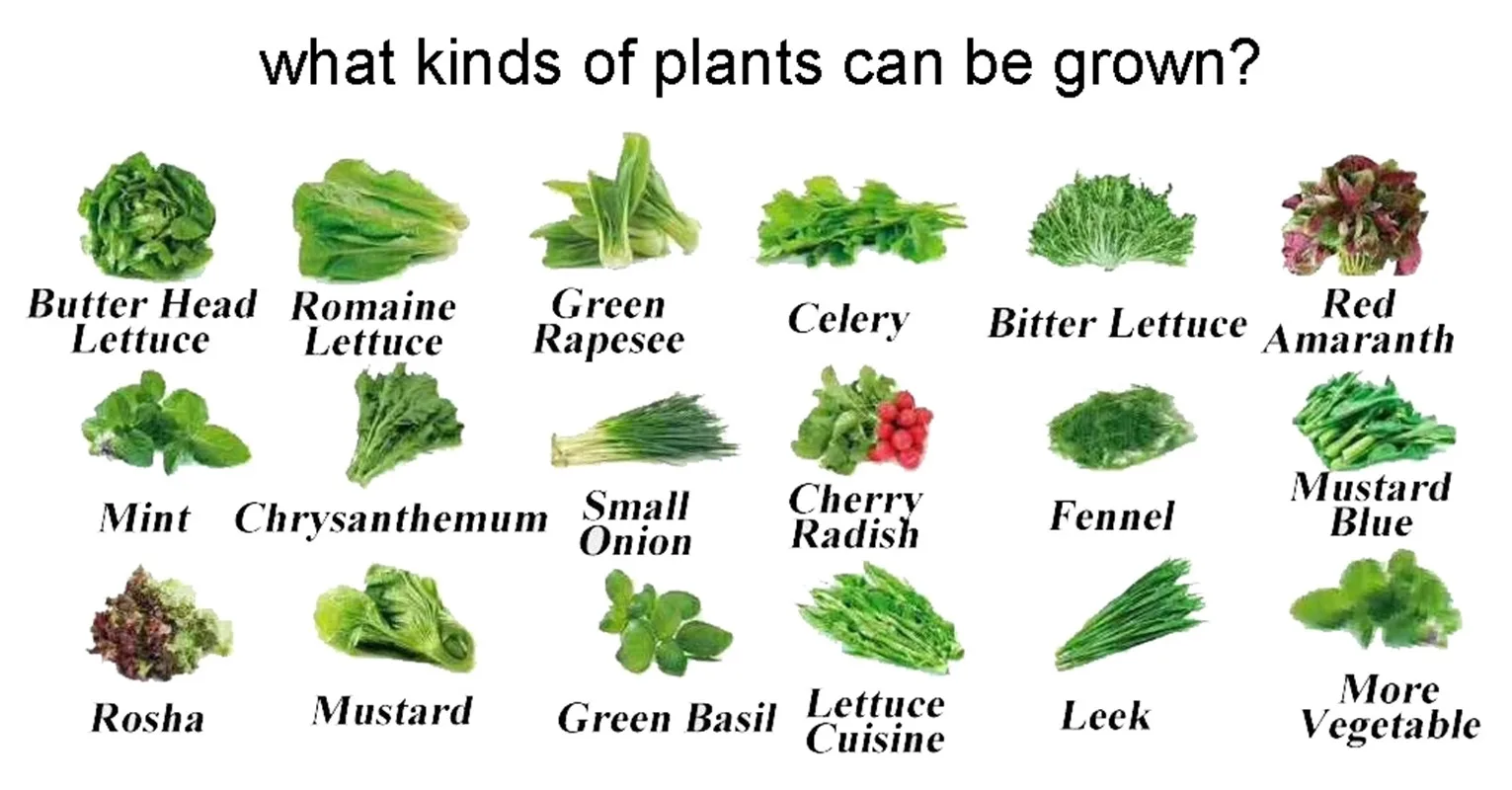 Plants kinds. Kinds of Plants. Plant grow Light инструкция на русском языке. Home grow Light. Indo Herbs Taramira.
