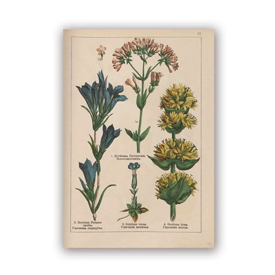 

Винтажные постеры ботанической коллекции