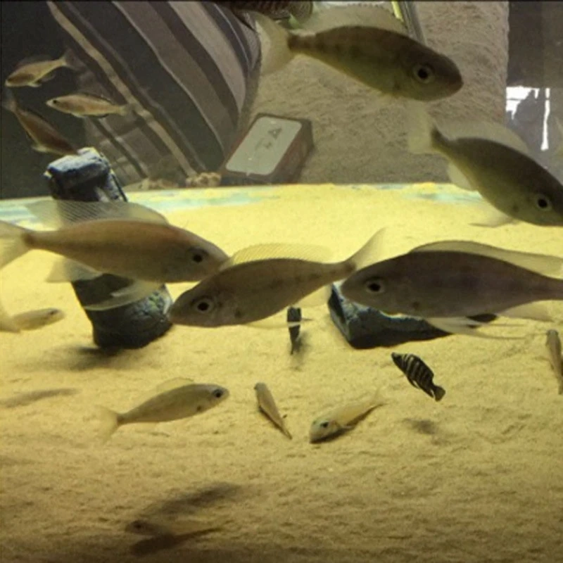 Aquarium Landscape Fish Tank Office Home Simulated Resin Statue Ornament Not Easy To Discolor Clean | Дом и сад