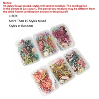 1 box real pressed flower leaf dried daisy flower resin flower dry beauty nail art decals epoxy mold fillings jewelry making