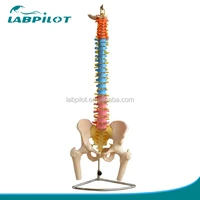 new style colored spine model with pelvic cervical vertebralumbar vertebra and thoracic vertebrae