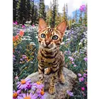 5D DIY Алмазная мозаика кошка Алмазная картина животные со стразами полный квадрат Алмазная вышивка набор Алмазная вышивка икона для оформления дома подарок распродажа