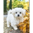 Краски с алмазной вышивкой Мальты камни в форме ромба сверла алмазные Краски ing 5D Diy Бриллиантовая мозаичная фигурка животного собаки виноградные листья украшения дома