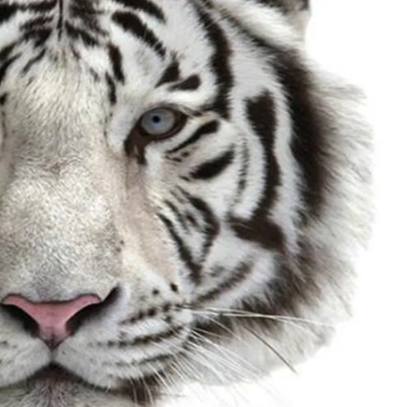 Белая футболка с принтом головы тигра женская утюга на нашивках для одежды