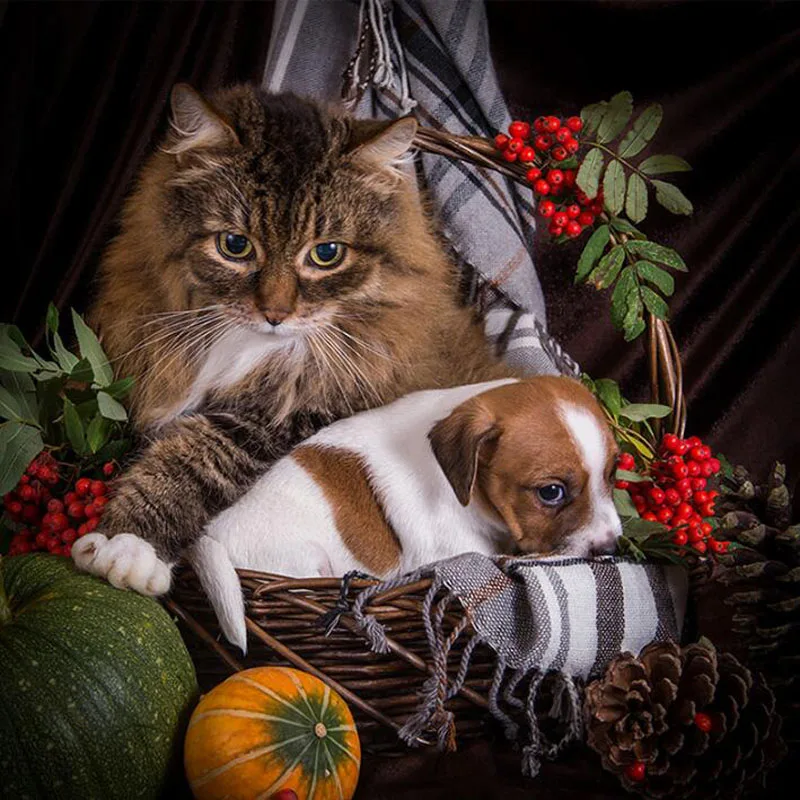 Алмазная вышивка с собакой и кошкой картина для вышивки крестиком алмазным