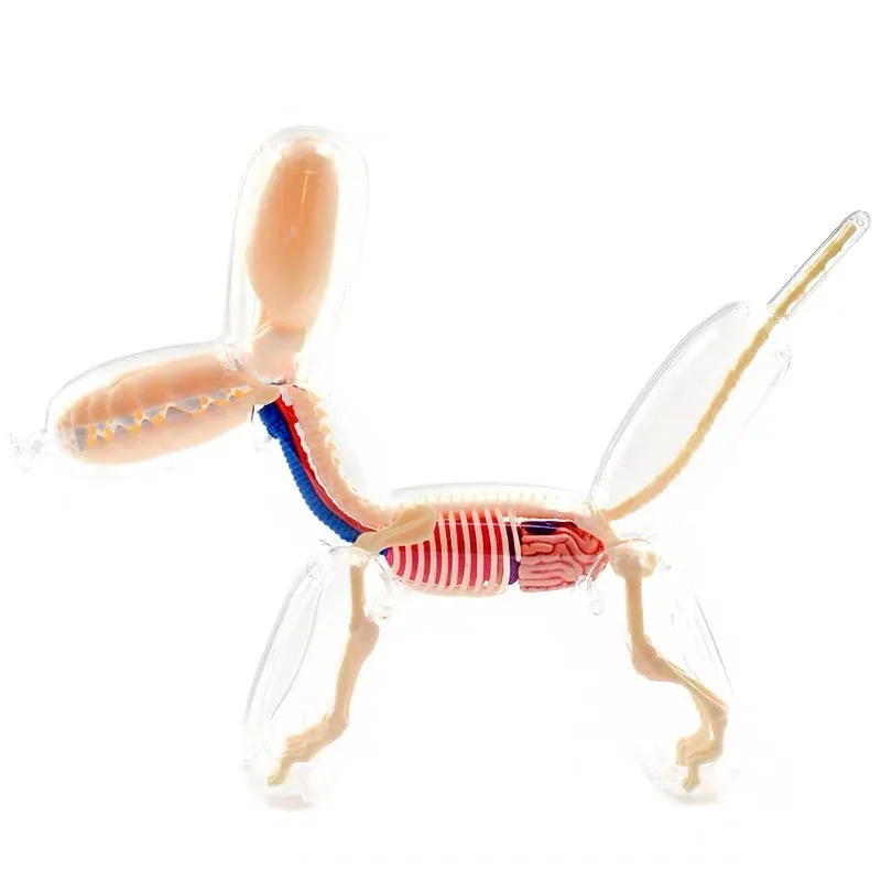 

Popular balloon dog perspective skeleton anatomical model creative home decoration