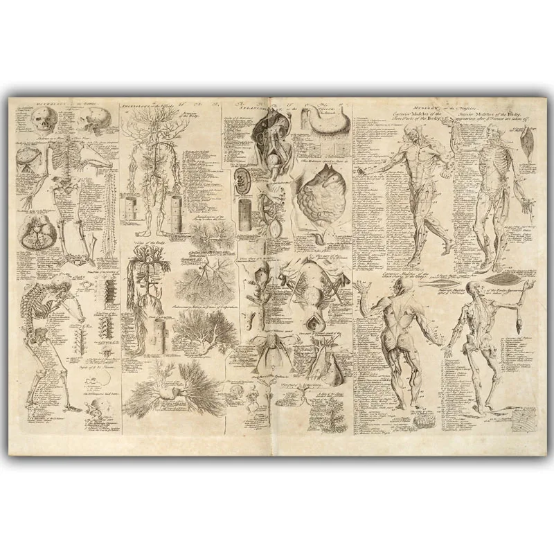 Плакат с анализом человеческого тела научная и образовательная медицина