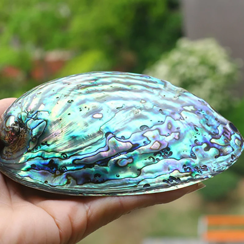 

10-12cm Large Rainbow Abalone Shell Charm Beach Seashell Car Office House Decor