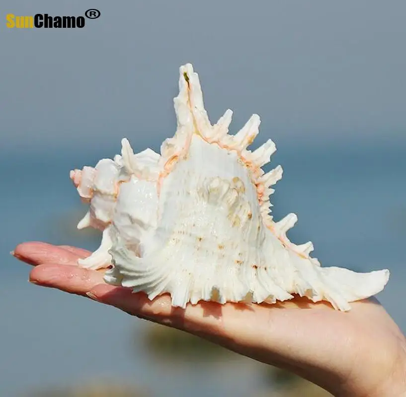 Природная раковина ручная Хризантема улитка украшение для домашнего аквариума