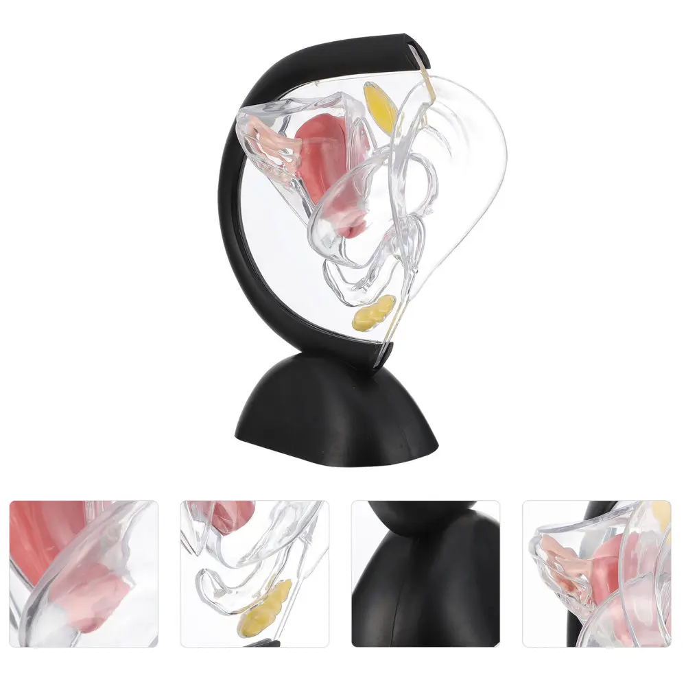 

Uterus Structure Model Transparent Uterus Wall Model Research Model