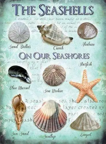 

Seashells Beach Theme Retro Wall Decor Metal Tin Sign 8x12 Inch Vintage Bar Club Home Restaurant Kitchen Garage Or Gift