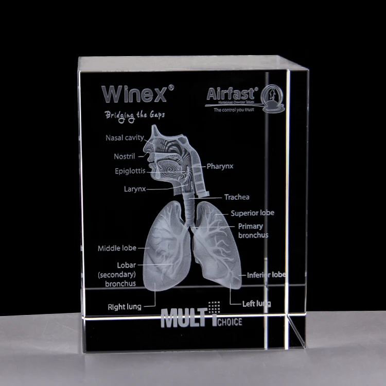 

3D Stereo Crystal Internal Respiratory System lung Anatomy Model Medical edutaional equipment