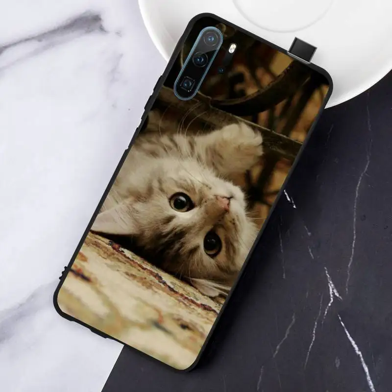 

Cute cat animal pet high quality Phone Case For Huawei honor Mate P 10 20 30 40 Pro 10i 9 10 20 8 x Lite