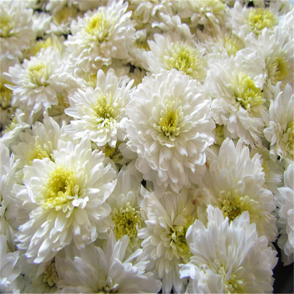 Бесплатная доставка органические сушеные цветы из хризантем палочки для цветов