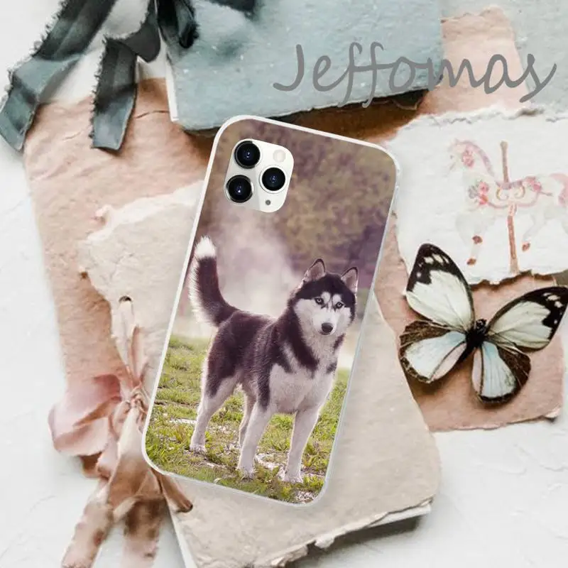 

Alaskan Malamute Siberian husky dog Phone Case Transparent for iPhone 11 12 mini pro XS MAX 8 7 6 6S Plus X 5S SE 2020 XR