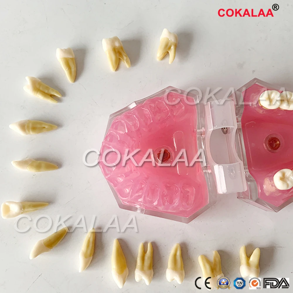 

Dental Study Teaching Model Standard Model Removable Teeth Soft Gum ADULT TYPODONT teeth Model