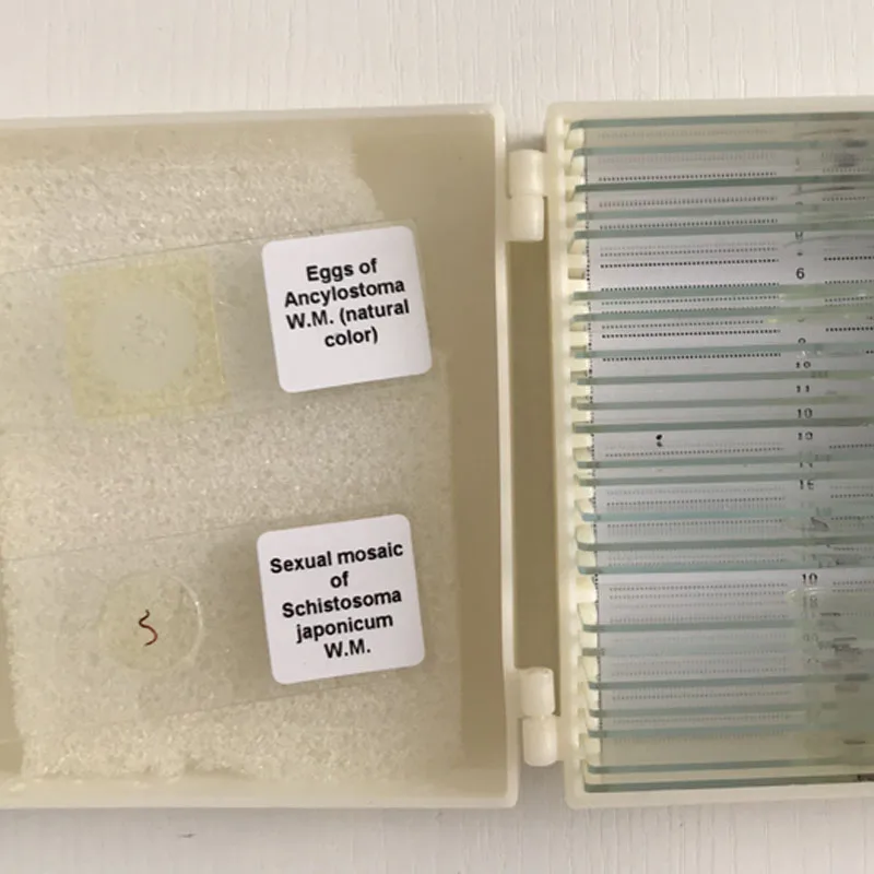 25 шт./компл. медицинская паразитологическая горка слайды подготовленные для