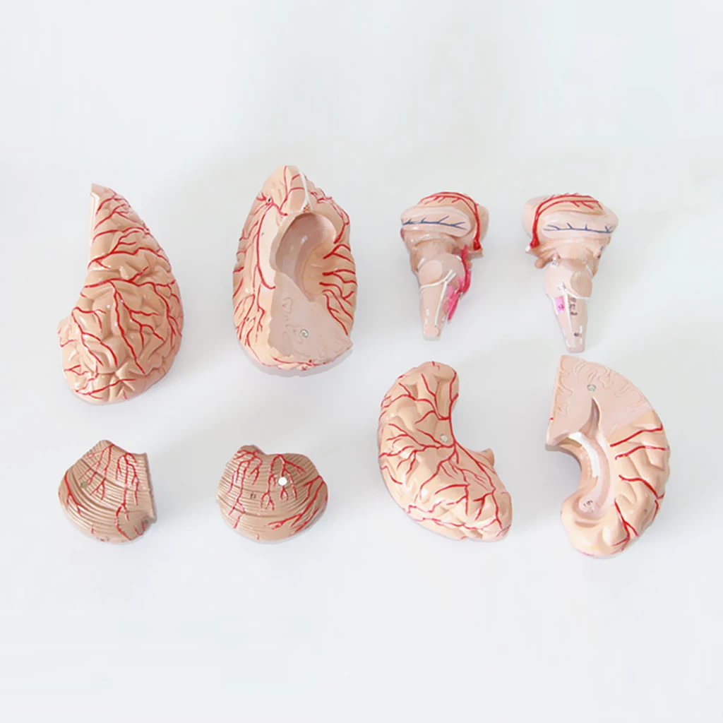 

Anatomical Head Tool Model Anatomy Lab Supplies Toy 13.5cm