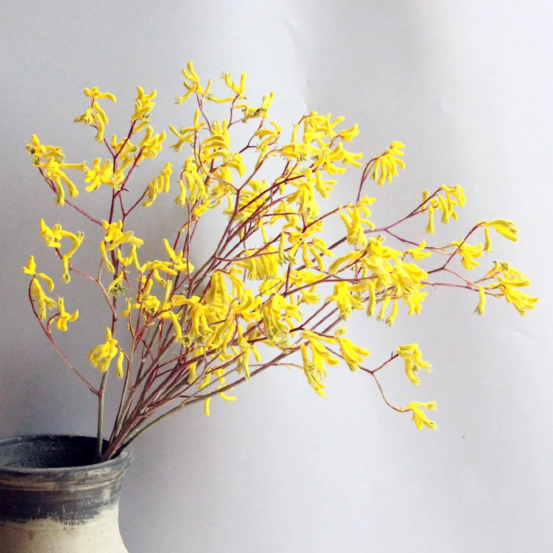 

5 шт. Кенгуру Коготь натуральные сухие цветы сохранены в виде листков растения, Цвет Свадебные украшения для дома аксессуары Кролик хвост тр...