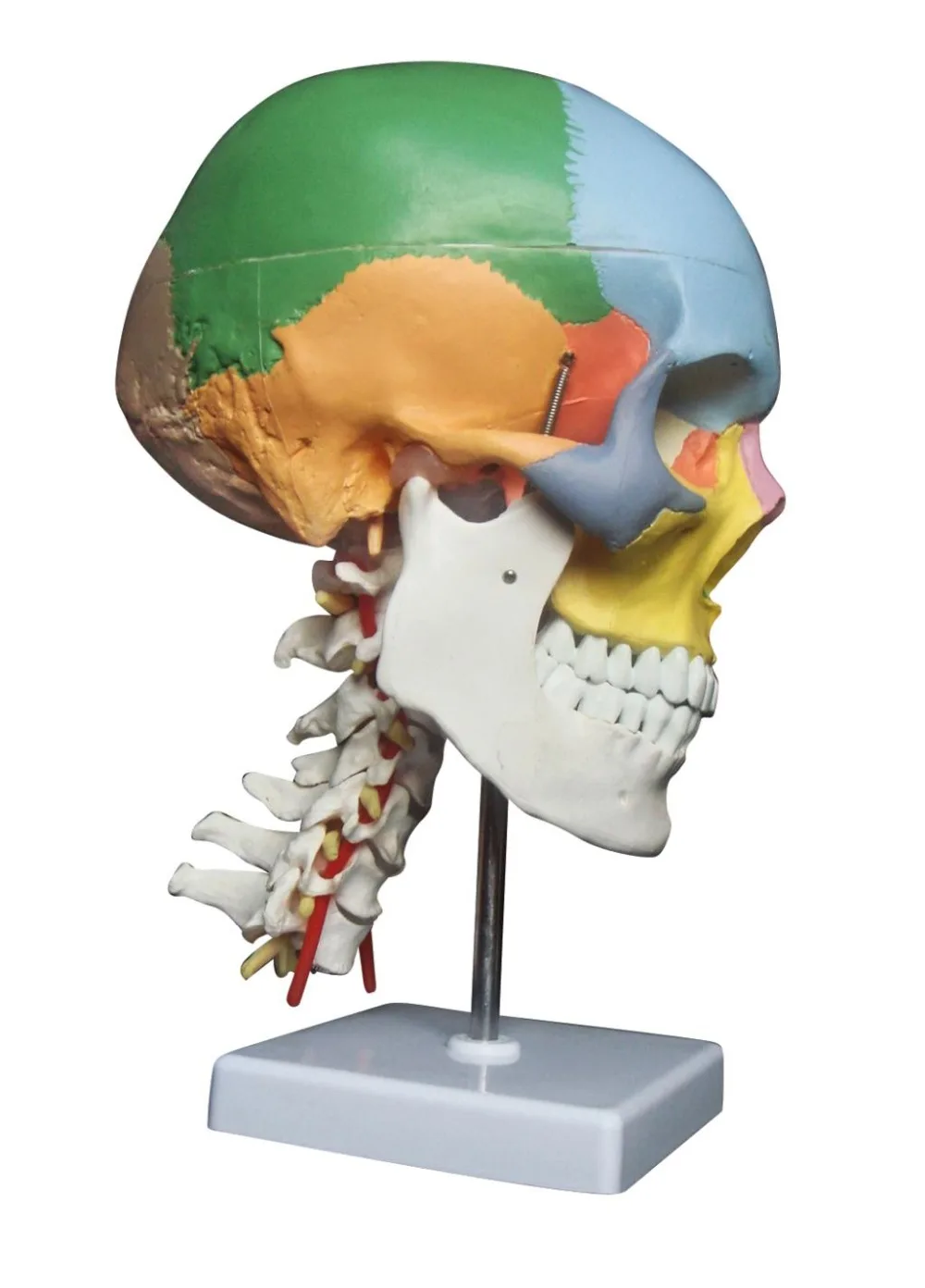 1:1 natural size PVC material 22 areas Colored human skull model Separation model with cervical skeleton free shipping