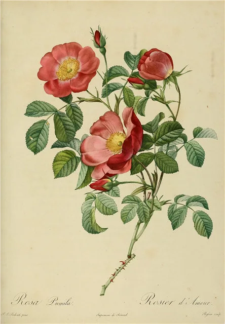 

Antique Plants Illustrations Posters Vintage Botanical Prints Decor Wall Art Pictures Rose Flower Painting Kraft paper