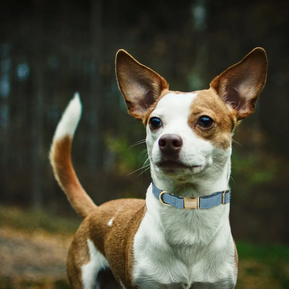 

Custom Engraved Name ID Tag Personalized Dog Collar Adjustable Nylon Products Dog Collars Puppy Unisex Medium Large Dogs Collar