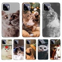 cute cat animal bumper case for iphone 11 pro 12 pro max 13 7 8 plus xr xs max x 12 mini 6 6s se 2020 se2 cover shockproof