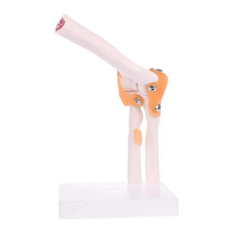 

C5AB Life Size Ligament Elbow Joint Anatomy Model Skeleton Study Tool