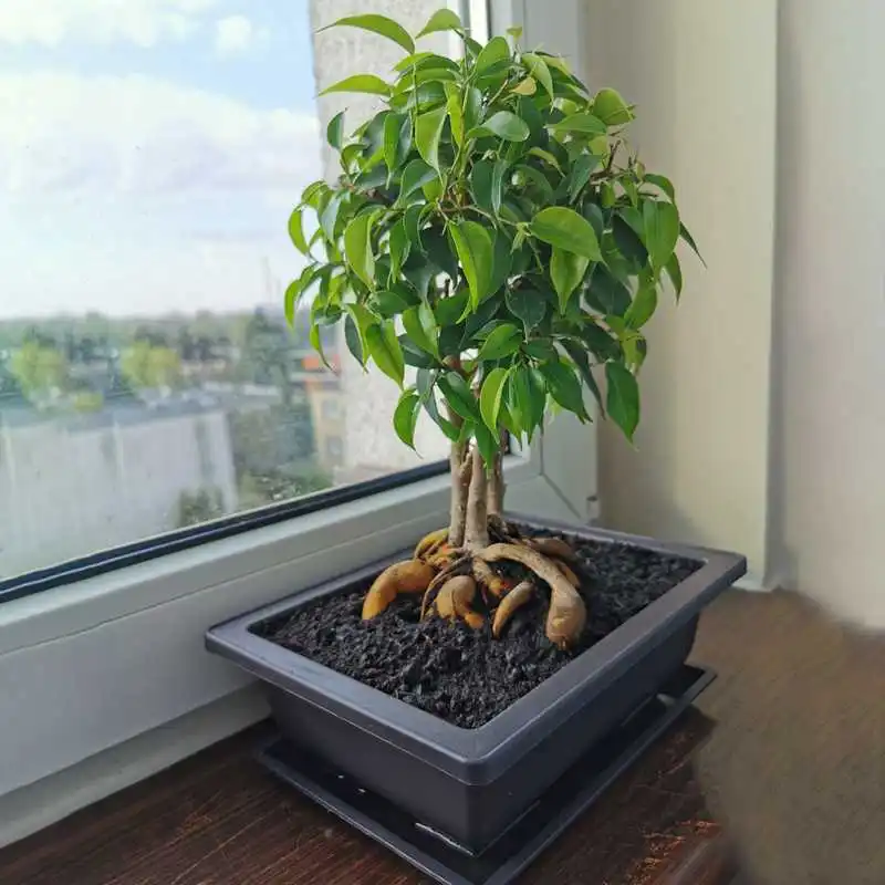 

10 Packs Bonsai Training Pots with Tray Plastic Bonsai Plants Gg Pot for Garden Yard Living Room Balcony 16.5X12cm