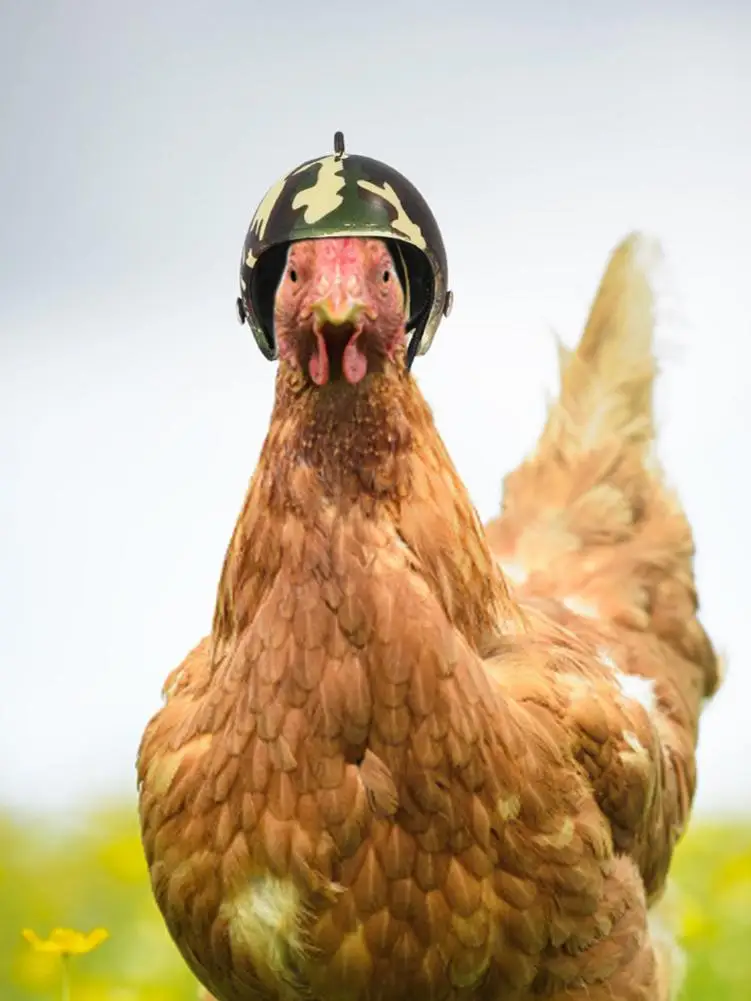 Шлем для собаки Забавный защитный куриный шлем курица жесткая шапка в форме