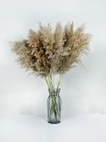 1015pcs reed natural dried bouquets small pampas grass real flower plant stems natural material shooting props home decoration