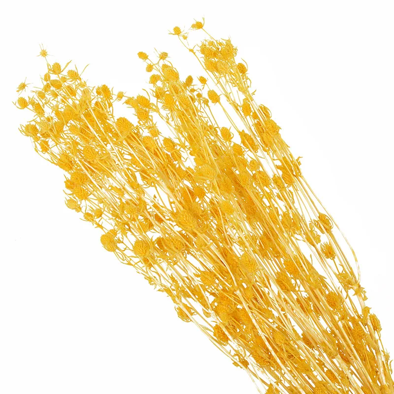 

80g Fleurs Sches Naturelles Fruit Lover Natural Dried Valentine Flowers Decoration Anniversaire Weeding Wedding Home Decor