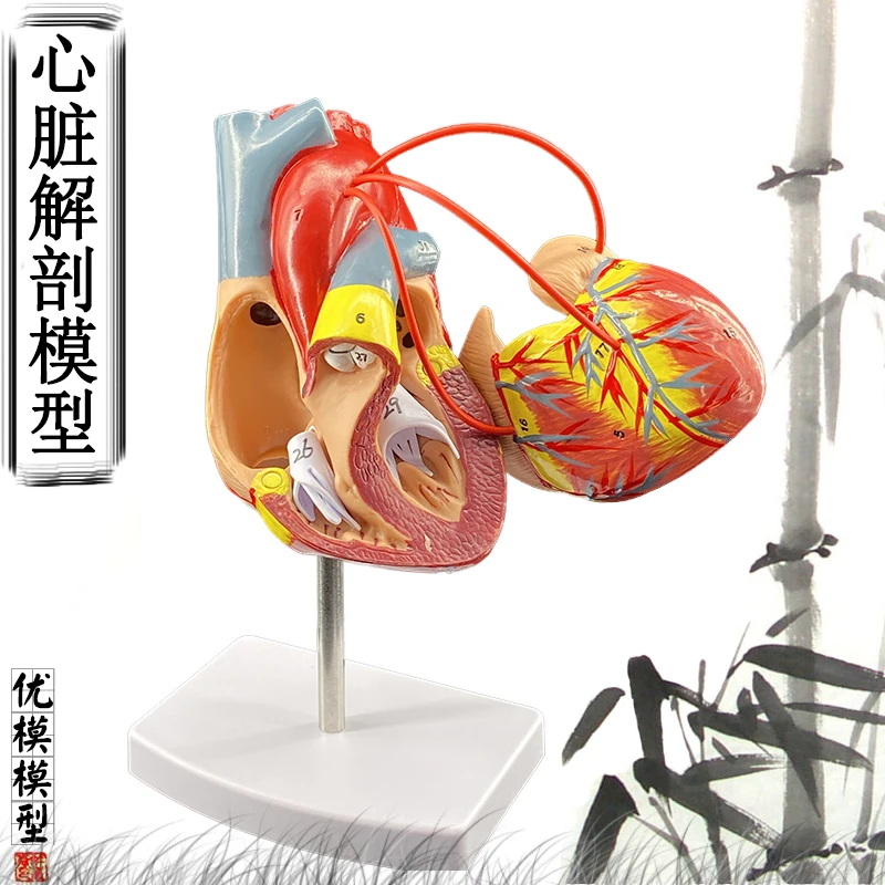 1:1 standard human heart model anatomy detachable teaching simulation natural big |