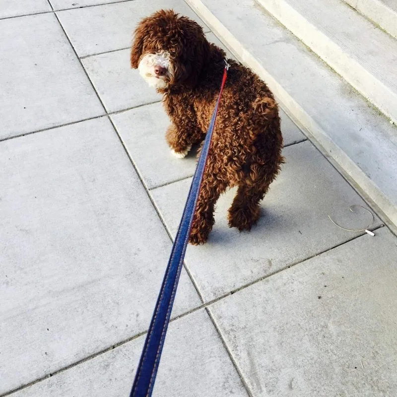 Нейлоновый Регулируемый поводок для собак и щенков ремень безопасности прогулок