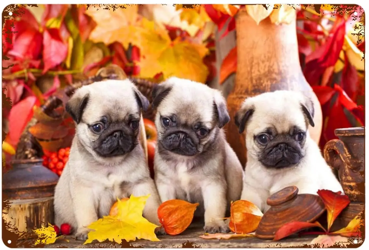 

Kegill Pug Dogs Tin Signs Wall Decor Funny Decoration for Home Kitchen Bar Room Garage Vintage Retro Metal Signs 12"x8" Inch