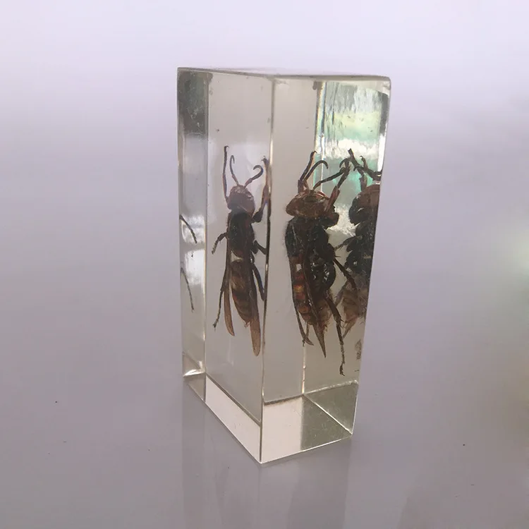 Образцы насекомых образец настоящей пчелы Vespa модель биологическая энтомология