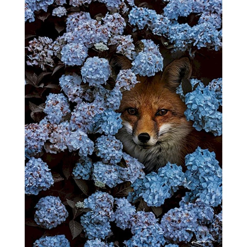 

SDOYUNO Fox Painting By Numbers Kits HandPainted Oil Coloring By Numbers Picture Drawing On Canvas Unique DIY Home Decor Gift