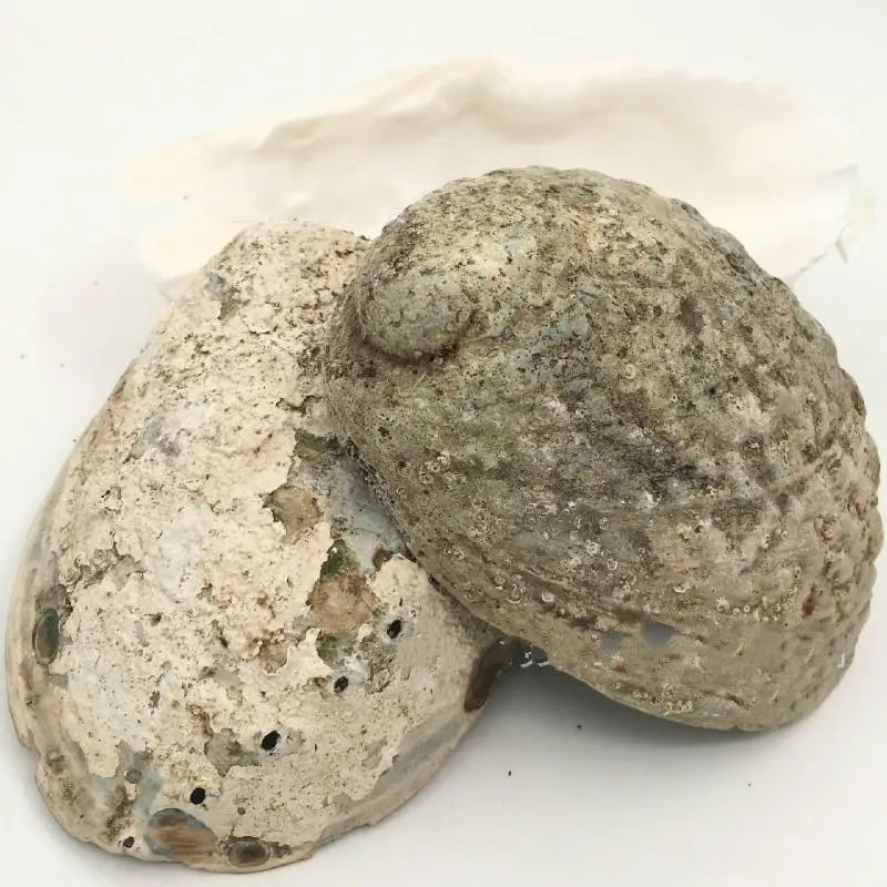 

Раковина из ракушек абалона, ландшафтный Декор для дома, подарки в память