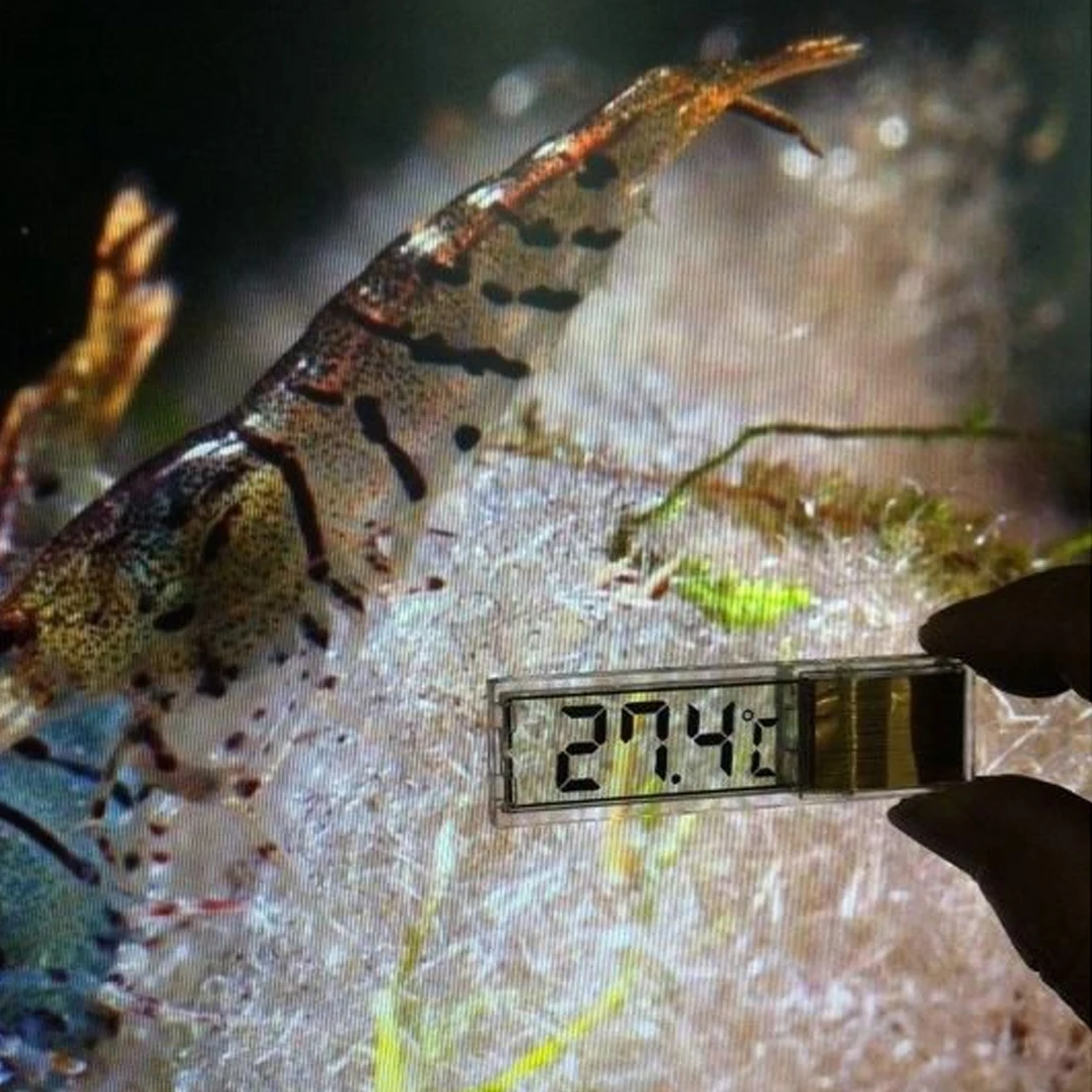 Инструменты для измерения температуры аквариума цифровой 3d-измеритель воды с