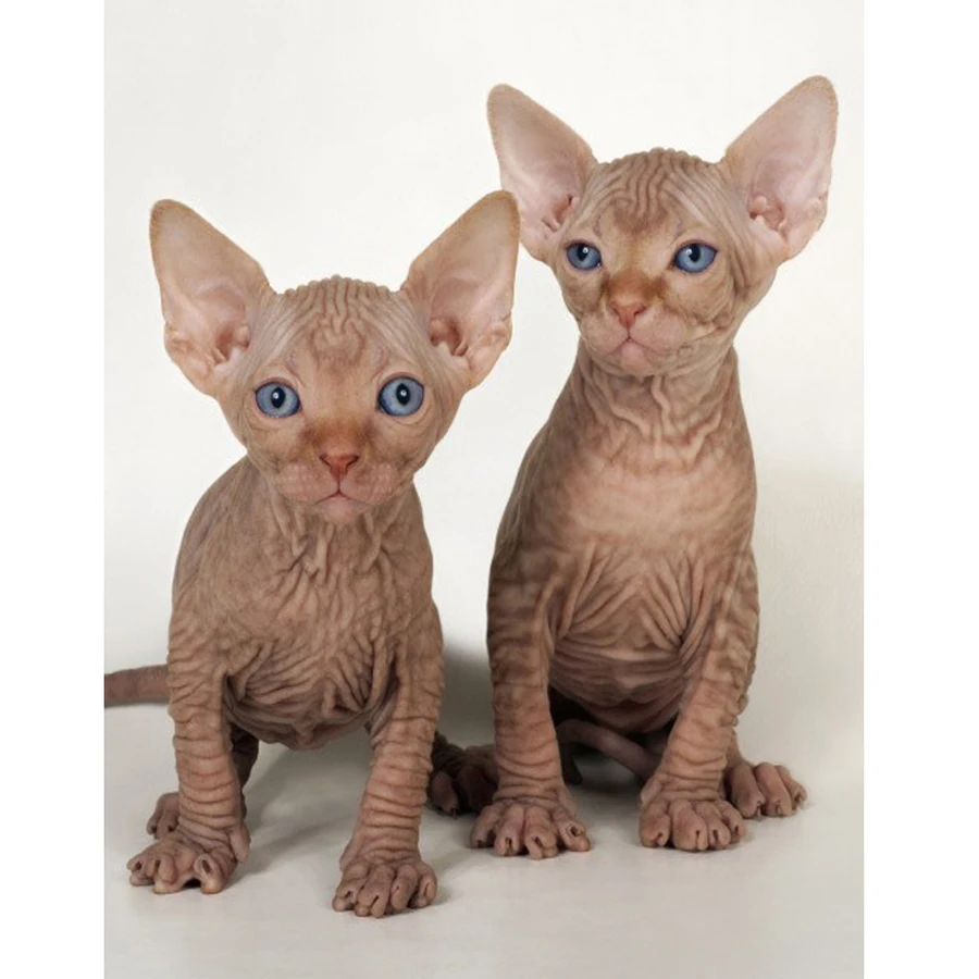 5D DIY бриллиантовый рисунок Рождество животное Сфинкс полностью квадратные