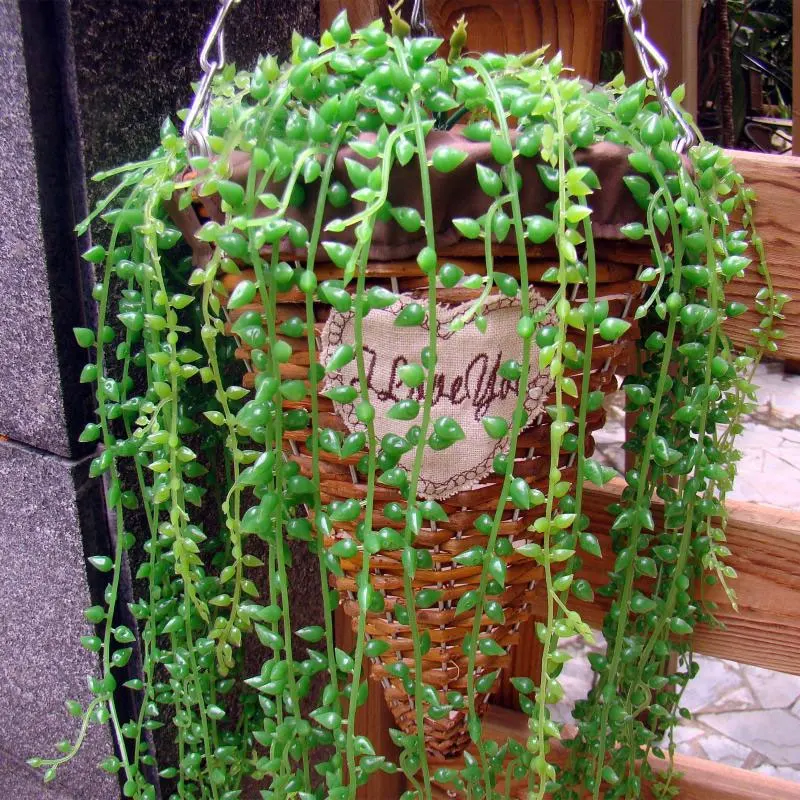 1PCS Simulation Plant Fake Flowers/Green Plants Potted Wall Hanging Decoration Plastic Succulent Beads Lover Tears | Дом и сад