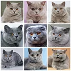 Холст Размер 5d DIY Алмазная Вышивка Полный Квадратный кот мозаика Алмазная Картина Вышивка крестом животное картина Стразы