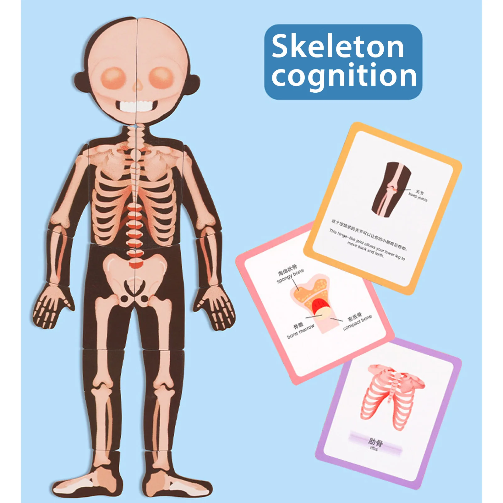 

Children Biological toys Human Body Structure Cognitive Puzzle Montessori Wooden Puzzle Toys Kids Safety Education Toys