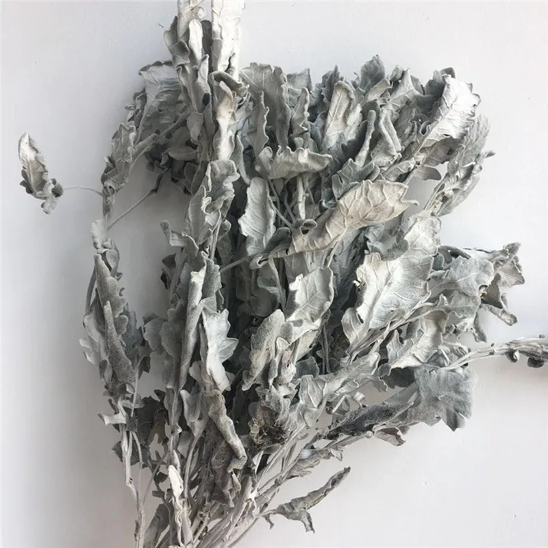 

2021 2021 Natural Air-Dried Silver Leaf Chrysanthemum Wedding Bouquet Accessories DIY Arrangement Decor Arrangemen Home Flowers